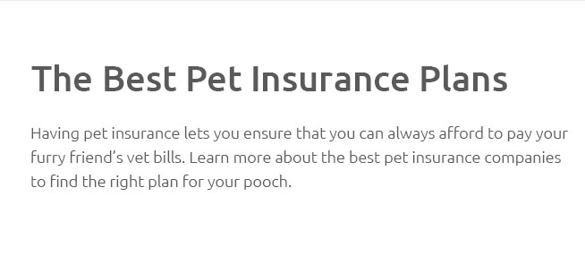 Dog Wellness Insurance Plan 🐶 Mar 2025